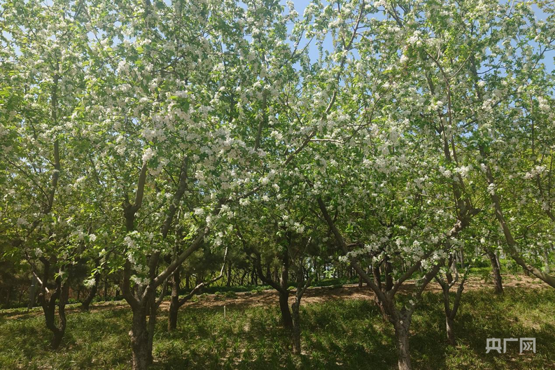 河南郑州：来双河公园 邂逅海棠花海